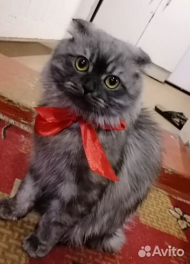 Вязка кошек