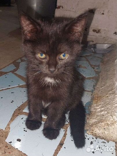 Котёнок девочка