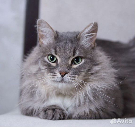 Максик. Зеленоглазый красивый кот в дар