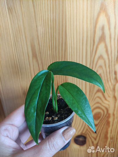 Набор из 8 цветов