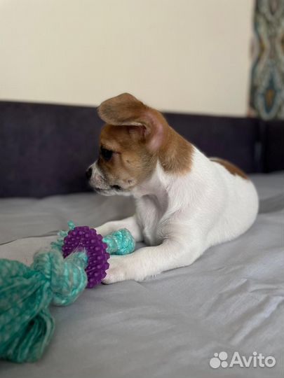 Очаровательный щенок чихуахуа