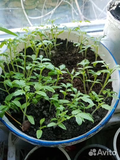 Рассада помидор