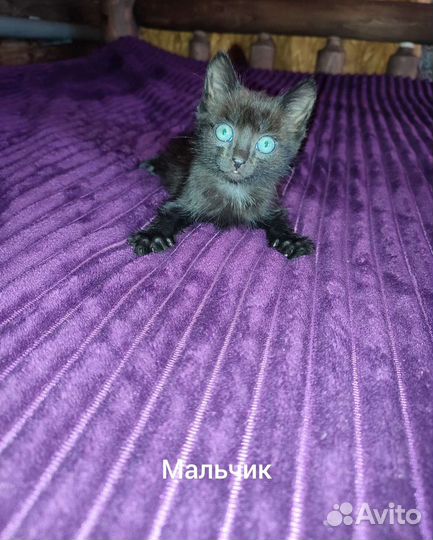 Отдам котенка в добрые руки