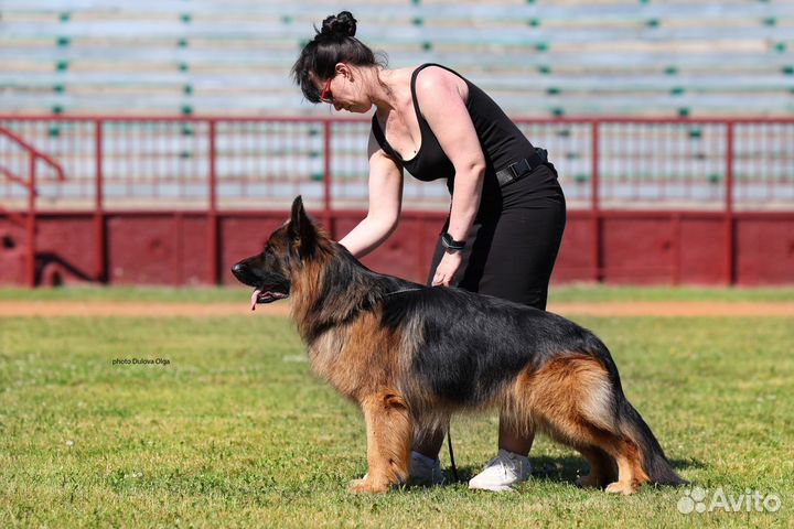Немецкая овчарка д/ш вязка