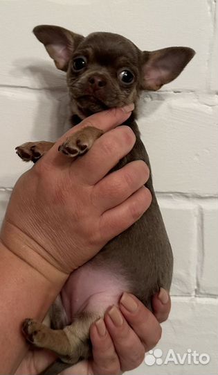 Щенки чихуахуа