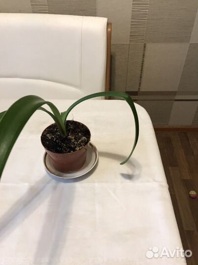 Гипераструм