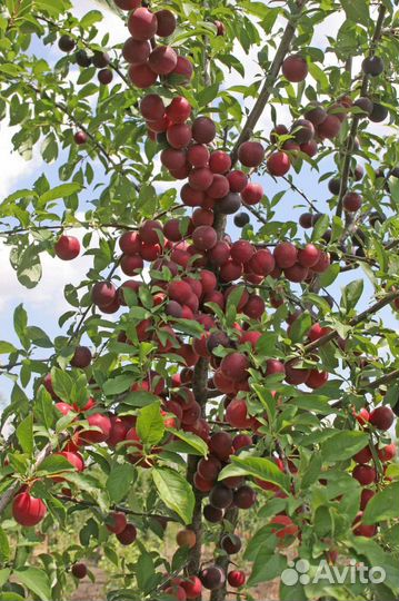 Саженцы - шарафура