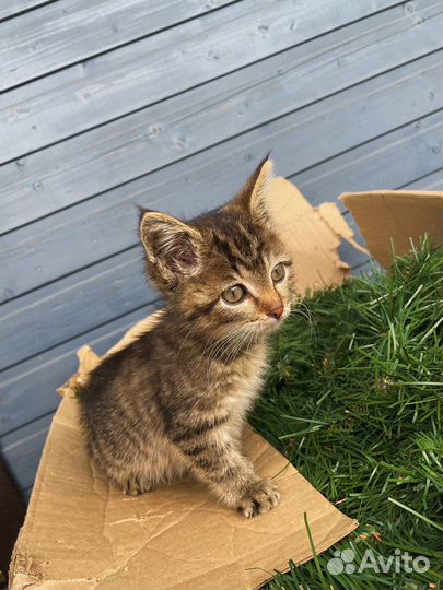 Котёнок (девочка)