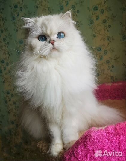 Британская кошка колор пойнт