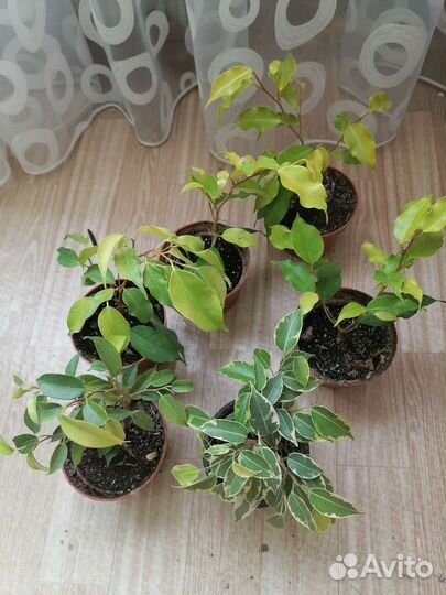 Вечнозеленой фикус комнатный