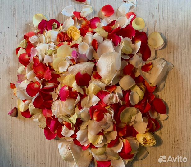 Свежие лепестки роз Эквадор