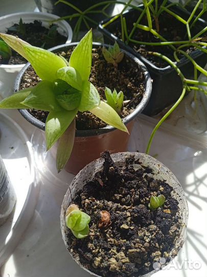 Хавортия ладьевидная (Haworthia cymbiformis)