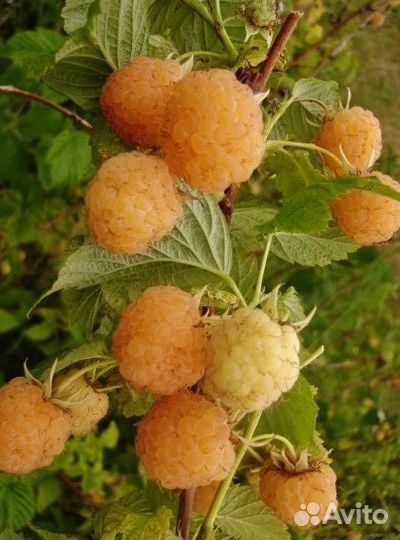 Саженцы малины