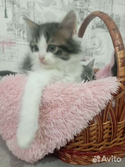 Котята полумейн-куны