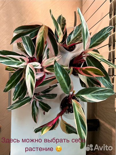 Строманта триколор