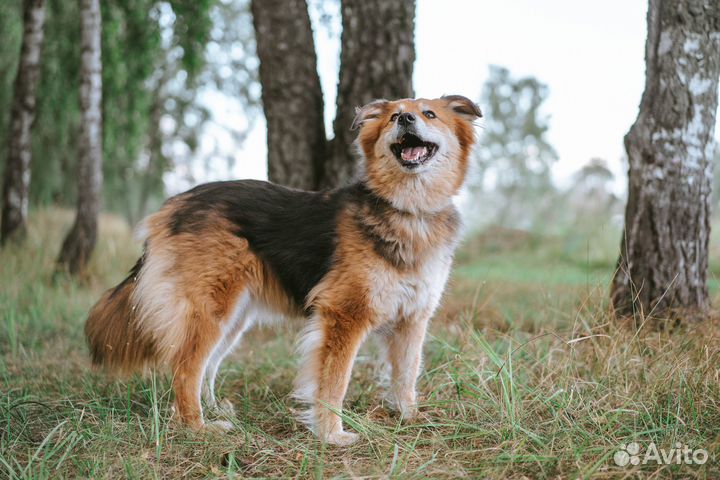 Нежная Герда скучает в приюте