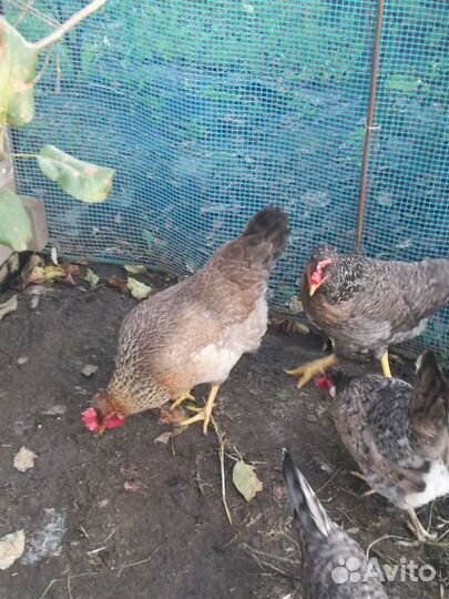 Инкубационное яйцо