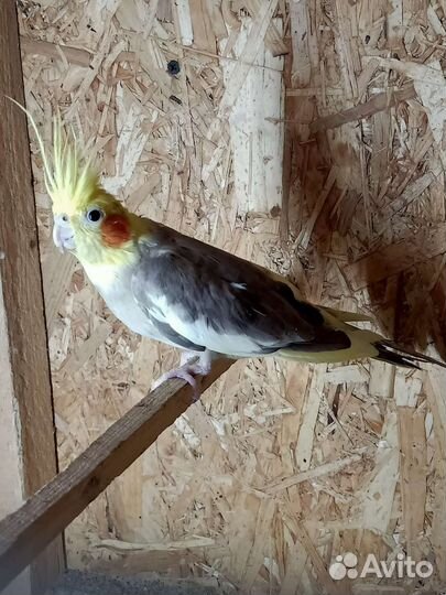 Попугай карелла