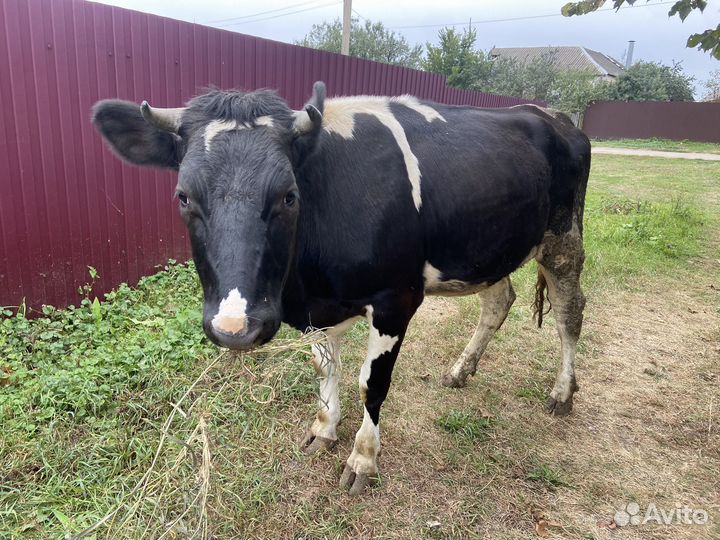 Бычек и телка