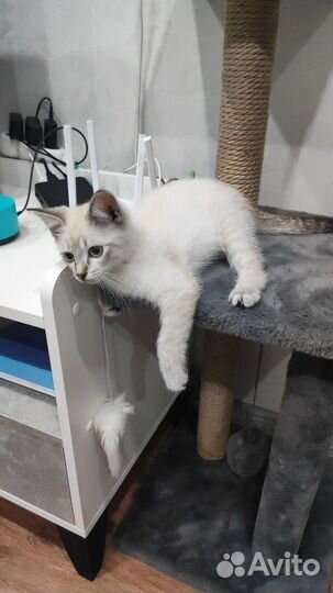 Котенок в добрые руки
