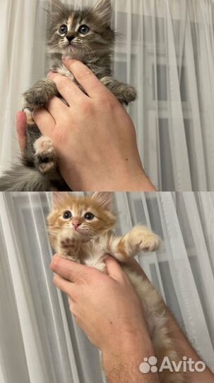 Кот и кошка