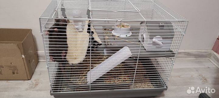 Крыса дамбо девочка