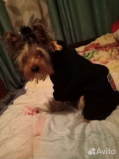 Толстовка с капюшоном для собаки