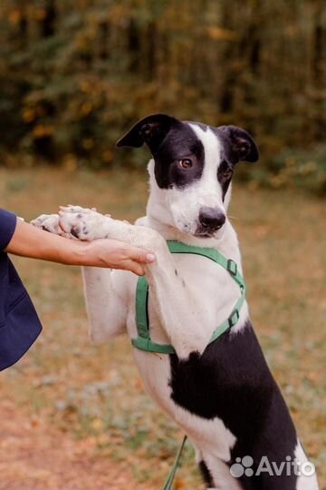 Рэм в прите