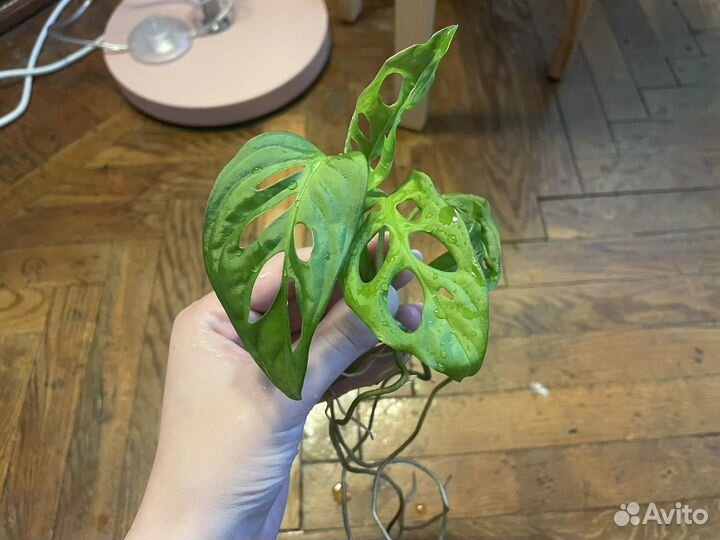 Монстера манки