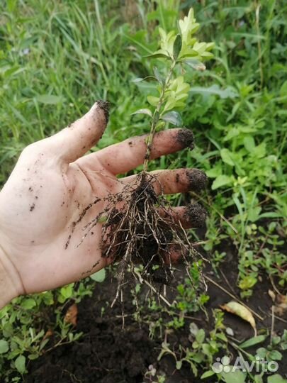 Саженцы самшита