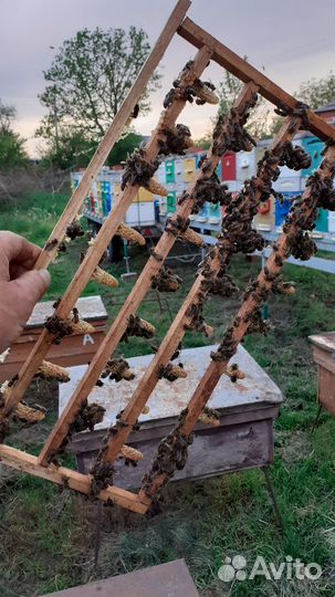 Маточники пчел.Пчеломаточники Карника