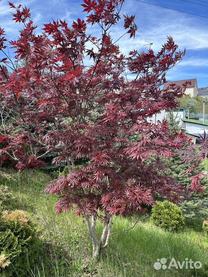 Красный клен