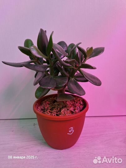 Толстянка денежное дерево