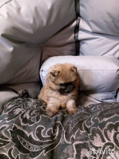 Щенки шпица