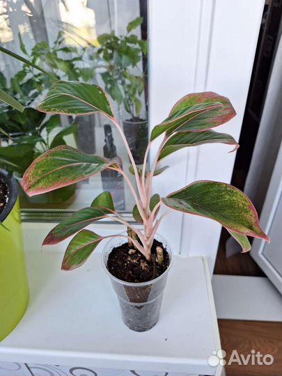 Аглаонема крит