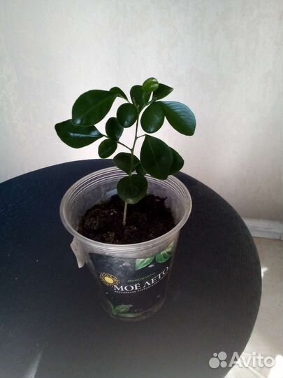 Мурайя метельчатая