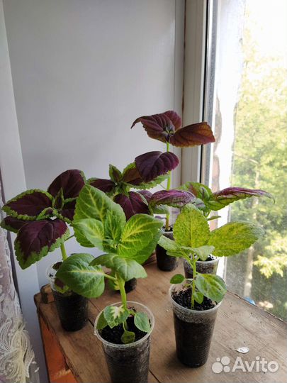 Колеус Блюме Смесь