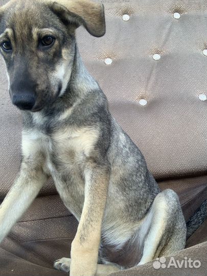 Отдам щенка