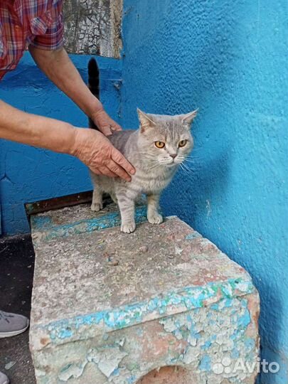 Шотландский кот в добрые руки бесплатно