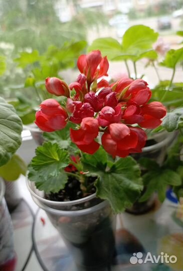 Пеларгония герань