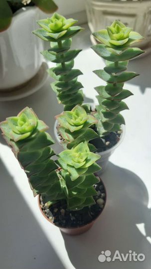 Суккуленты