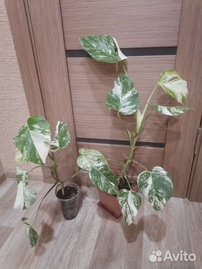 Монстера вариегатная
