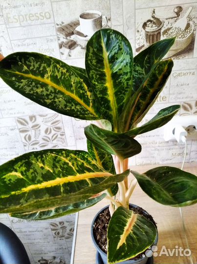 Аглаонемы детки