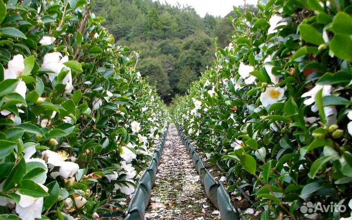 Камелия китайская (чай), семена