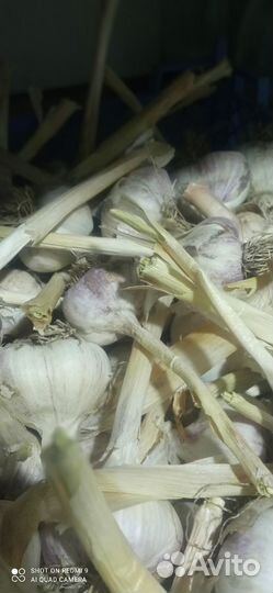 Чеснок