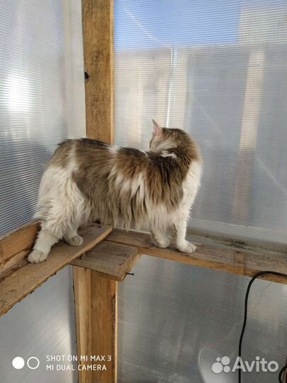 Кот ищет дом