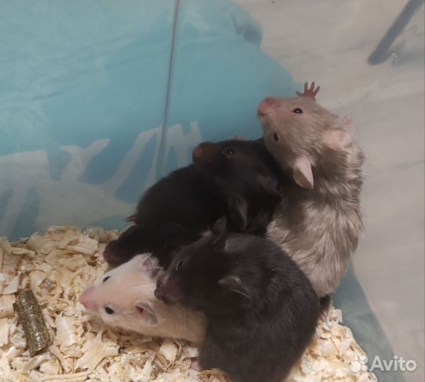 Сирийский хомяк