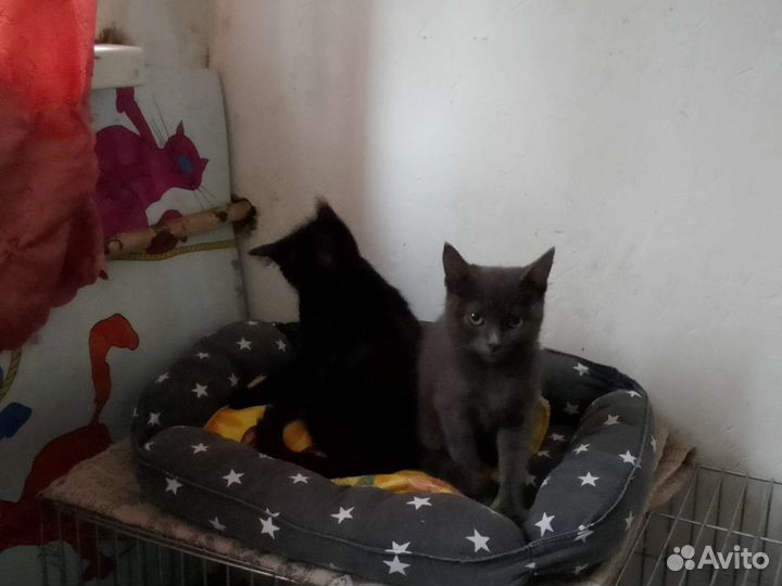 Котята в добрые руки