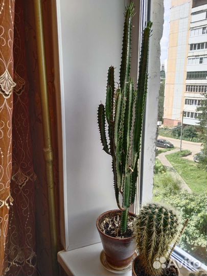 Молочай трехгранный