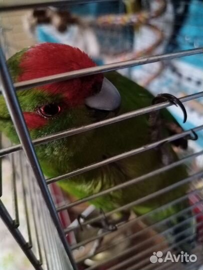 Попугай какарик